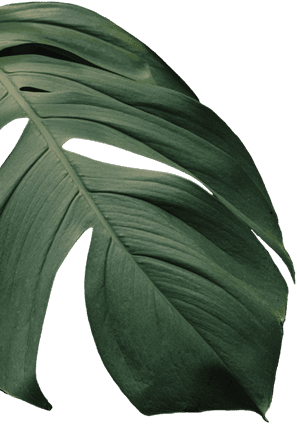 Leaf Left